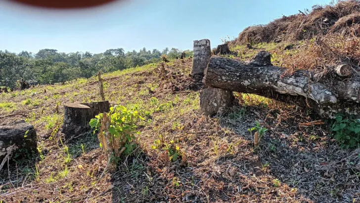 deforestacion villa